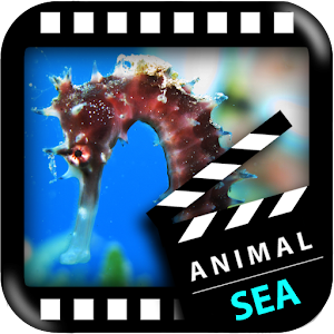 Best Sea Animals.apk 1.4