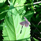 Eastern blue tailed butterfly