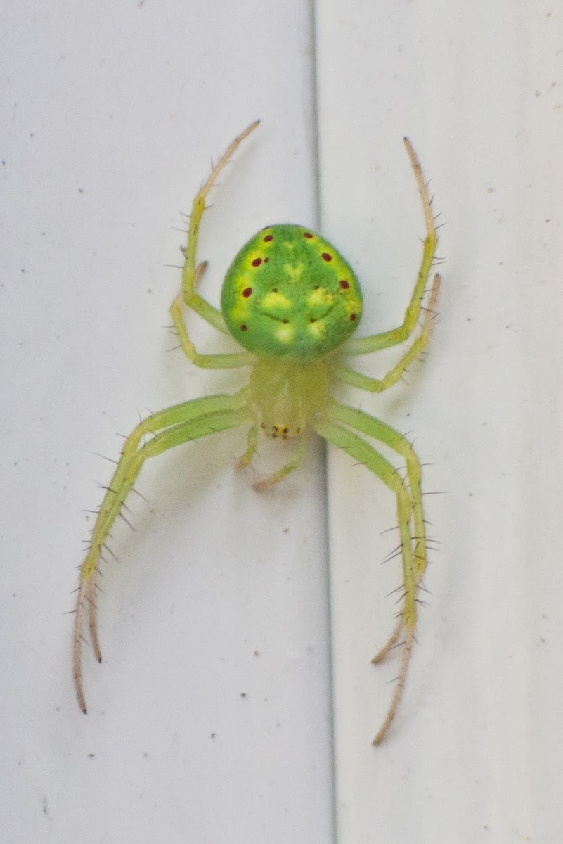 Araneus Cingulatus