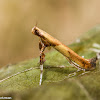 Caloptilia Moth