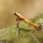 Caloptilia Moth