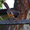 Spotted Towhee