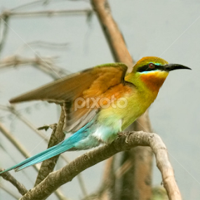 Blue-tailed Bee-eater/নীললেজ সুইেচারা by Yunus Mony - Animals Birds