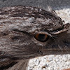 Tawny Frogmouth