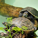 Yellow-spotted Amazon River Turtle