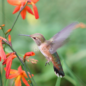 Anna's Hummingbird by Sherri Woodbridge - Animals Birds