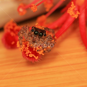 by Ayang Julieana Mohamed - Animals Insects & Spiders