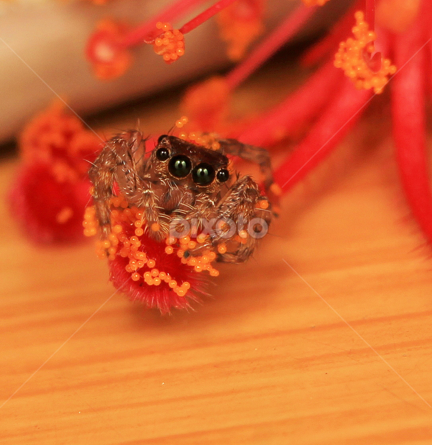 by Ayang Julieana Mohamed - Animals Insects & Spiders