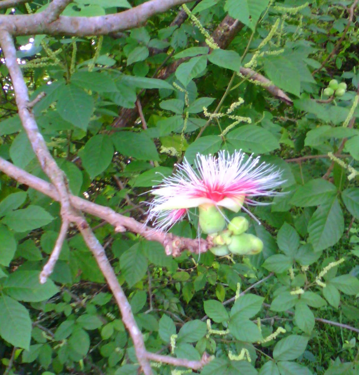 Wild Guava
