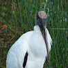 Wood Stork