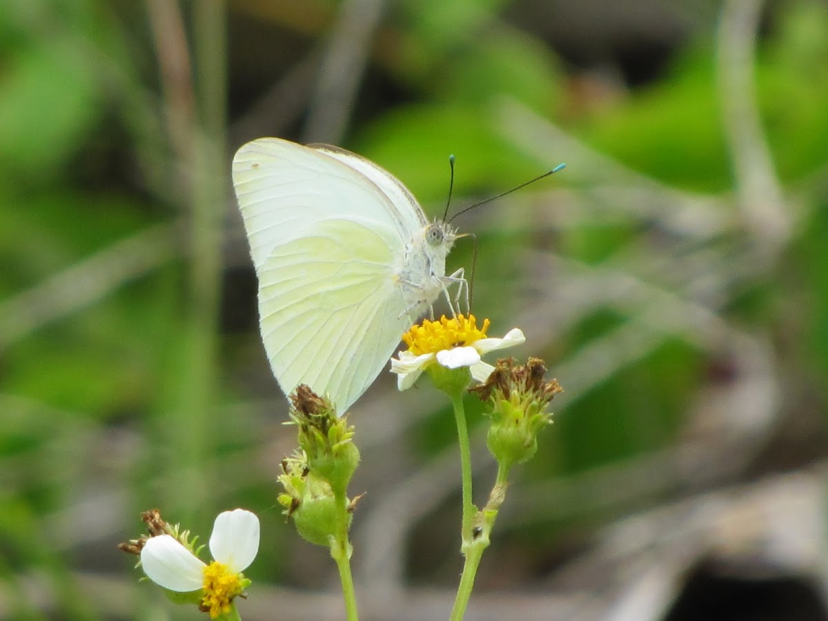 Great Southern White butterfly