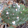 Prickly Pear Cactus (with Cochineal)