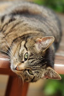 Download Cats Images APK