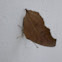 Brown Vietnamese Leaf Moth 