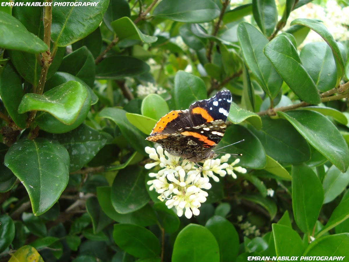 The Red Admiral