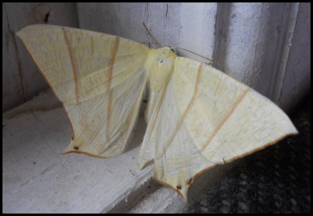 The Swallow-tailed Moth
