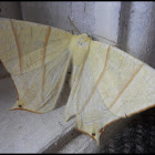 The Swallow-tailed Moth