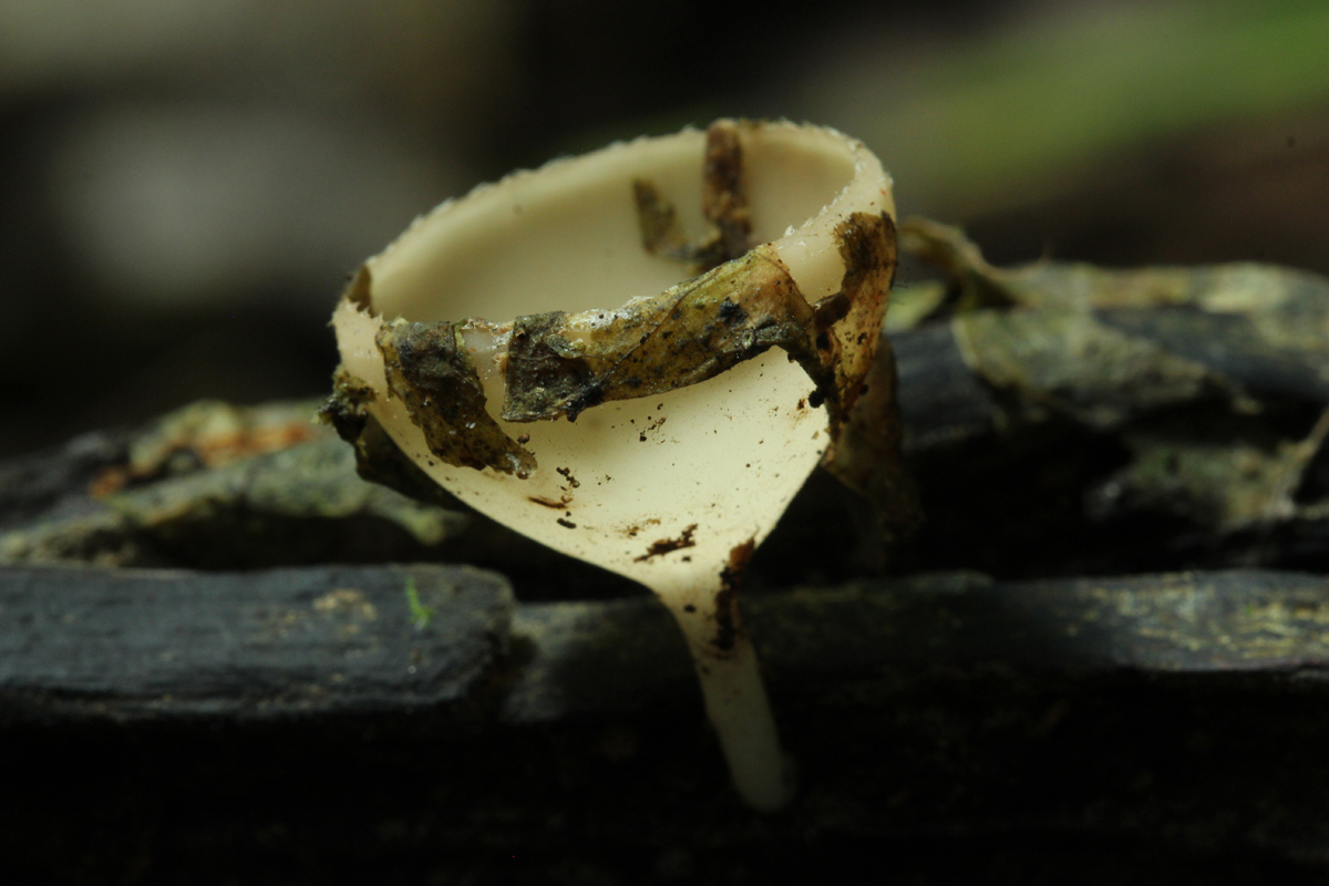 White cup fungi