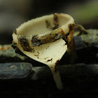 White cup fungi