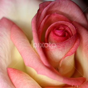 Rosa by Erick Castro Alvarado - Flowers Single Flower