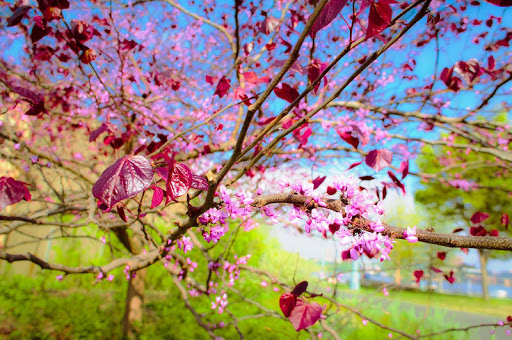 免費下載個人化APP|Spring View HD Wallpaper app開箱文|APP開箱王