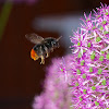 Stone bumblebee (female)