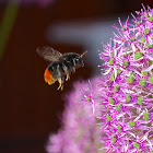 Stone bumblebee (female)