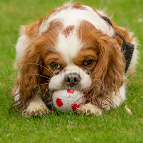 Harvey by Tracey Dolan - Animals - Dogs Playing