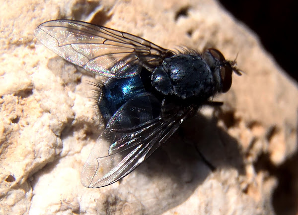 Mosca azul | Project Noah