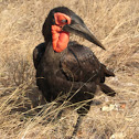 Ground-Hornbill Southern