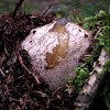 Common Stinkhorn egg