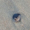 Black clam shell