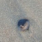 Black clam shell