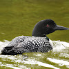 Common Loon (Male)