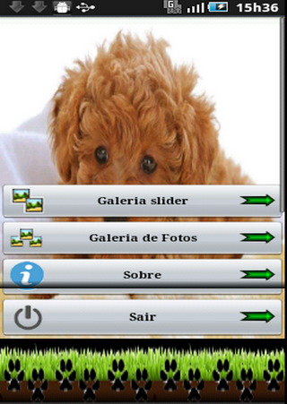 Cachorros Poodle