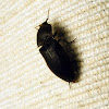 Black Click Beetle