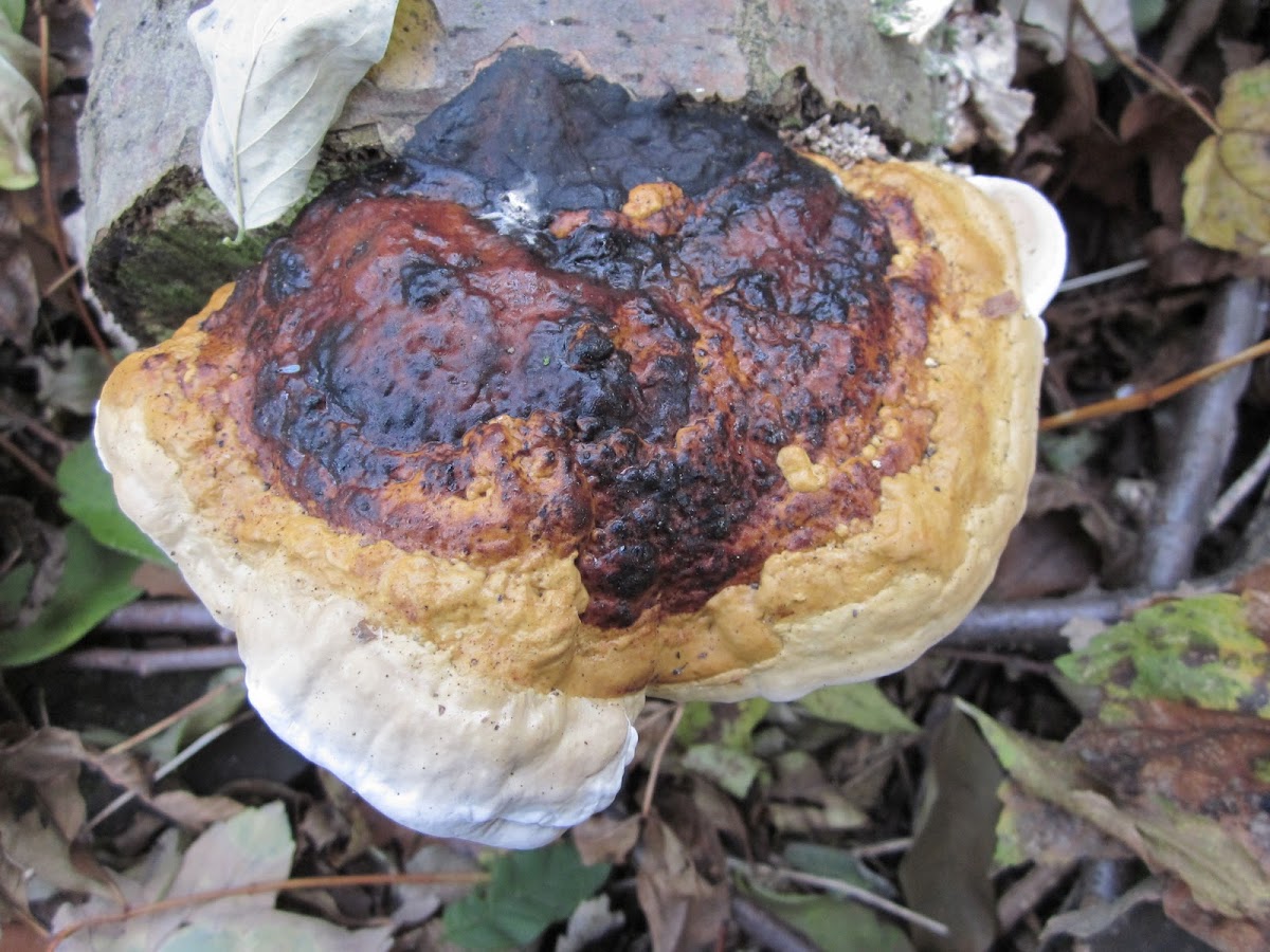 red banded-polypore