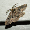 Oak Beauty Moth