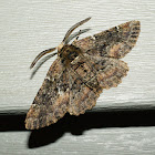 Oak Beauty Moth