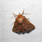 Nason's Slug Moth