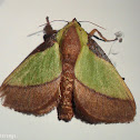 Cup Moth