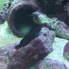 Hawaiian Zebra Blenny