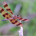 Halloween Pennant dragonfly (male)