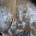 Tree Swallow chicks