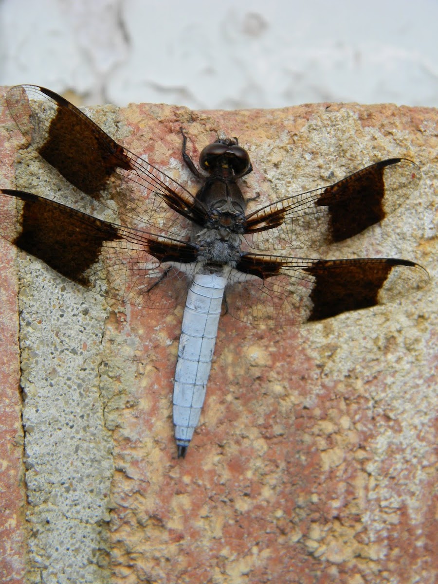 Common whitetail Dragonfly