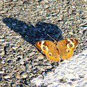 Buckeye Butterfly