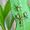 Coreid Bug Eggs & Nymphs