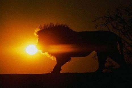 Free Download Lion Wallpaper APK for Android