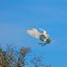 Great White Egret or Common Egret