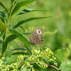 Common Wood-nymph